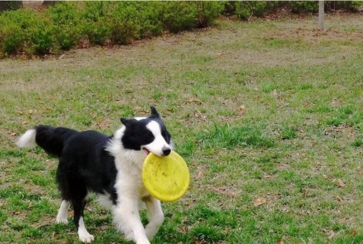 Pet Dog Flyer Disc Lovely Toys Pet Dog Flyer Disc Lovely Toys